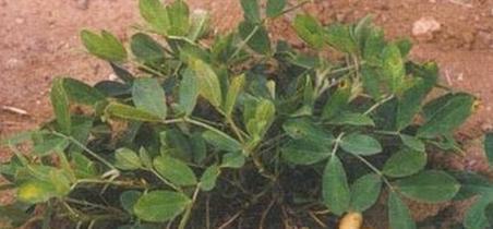 花生6种人不能吃的原因 25a4-kphwumr1869609.jpg