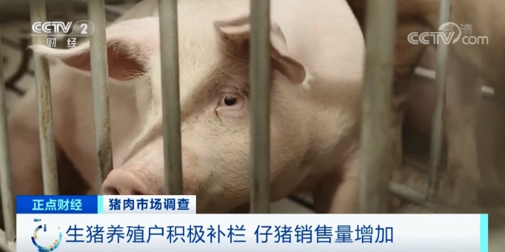 跌破15元/斤!猪肉价格坐“滑梯”!养猪还赚钱吗?