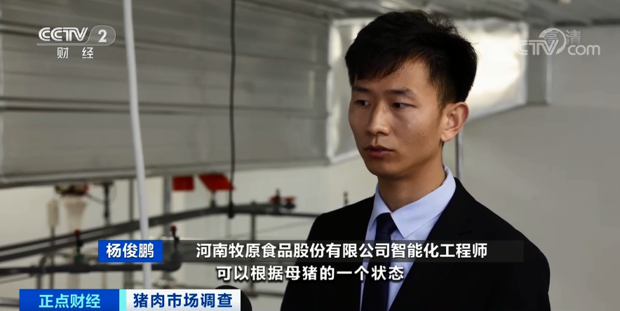 跌破15元/斤!猪肉价格坐“滑梯”!养猪还赚钱吗?