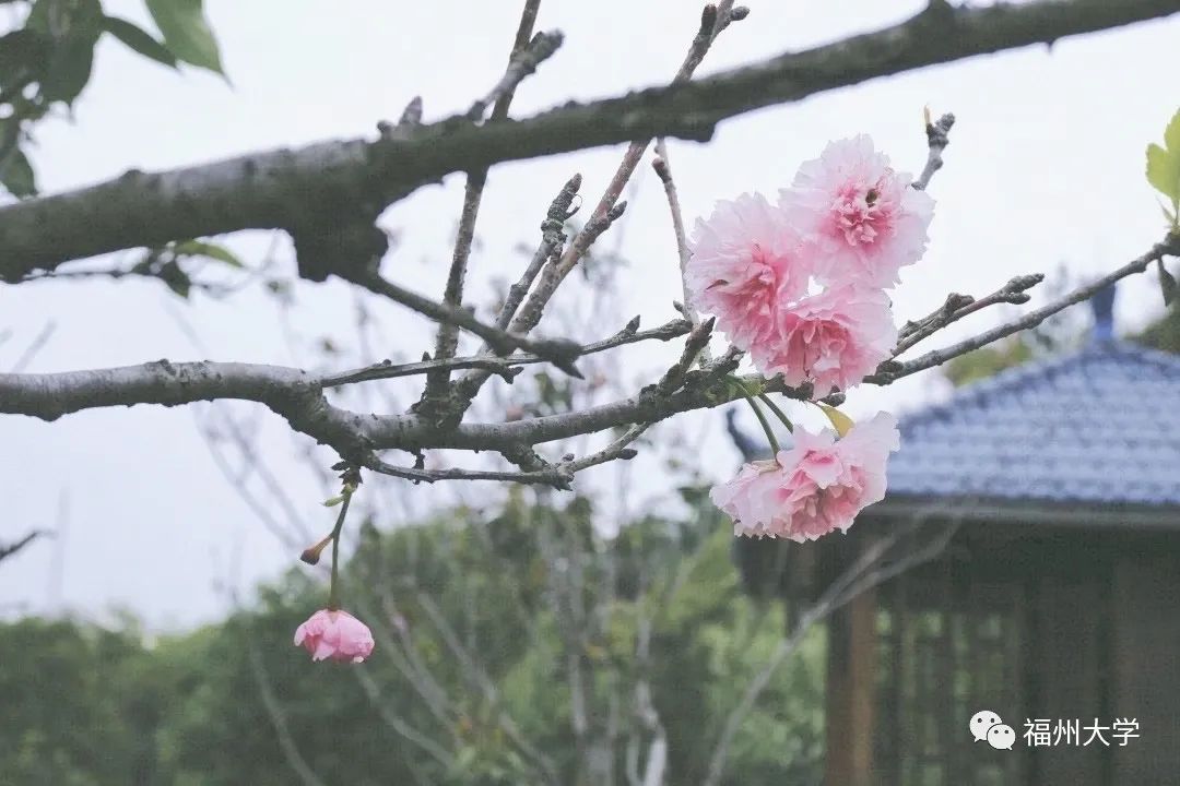 今年樱花最浪漫!花开,我们都在!