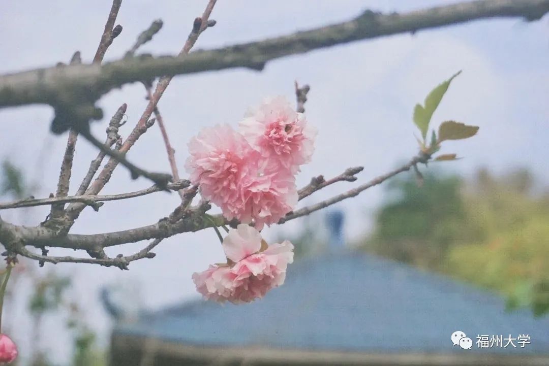 今年樱花最浪漫!花开,我们都在!