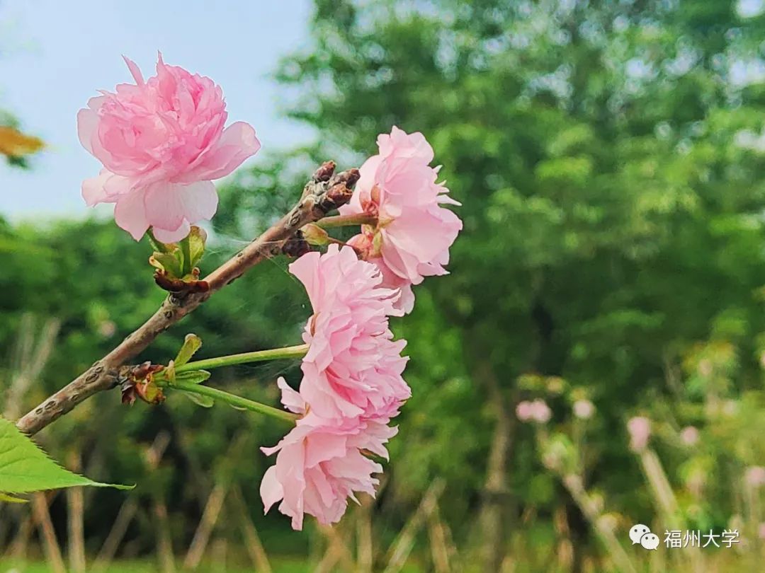 今年樱花最浪漫!花开,我们都在!