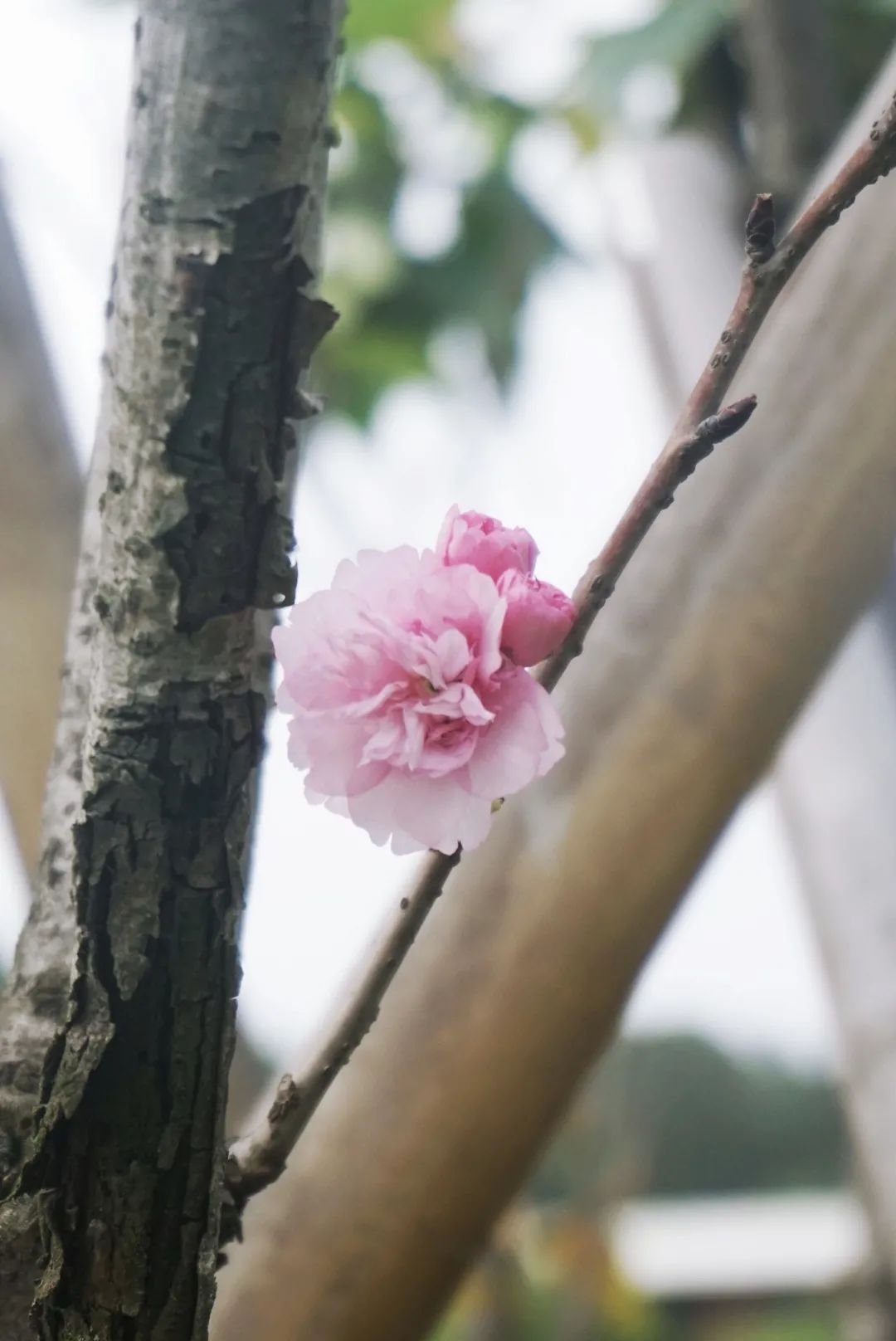 今年樱花最浪漫!花开,我们都在!