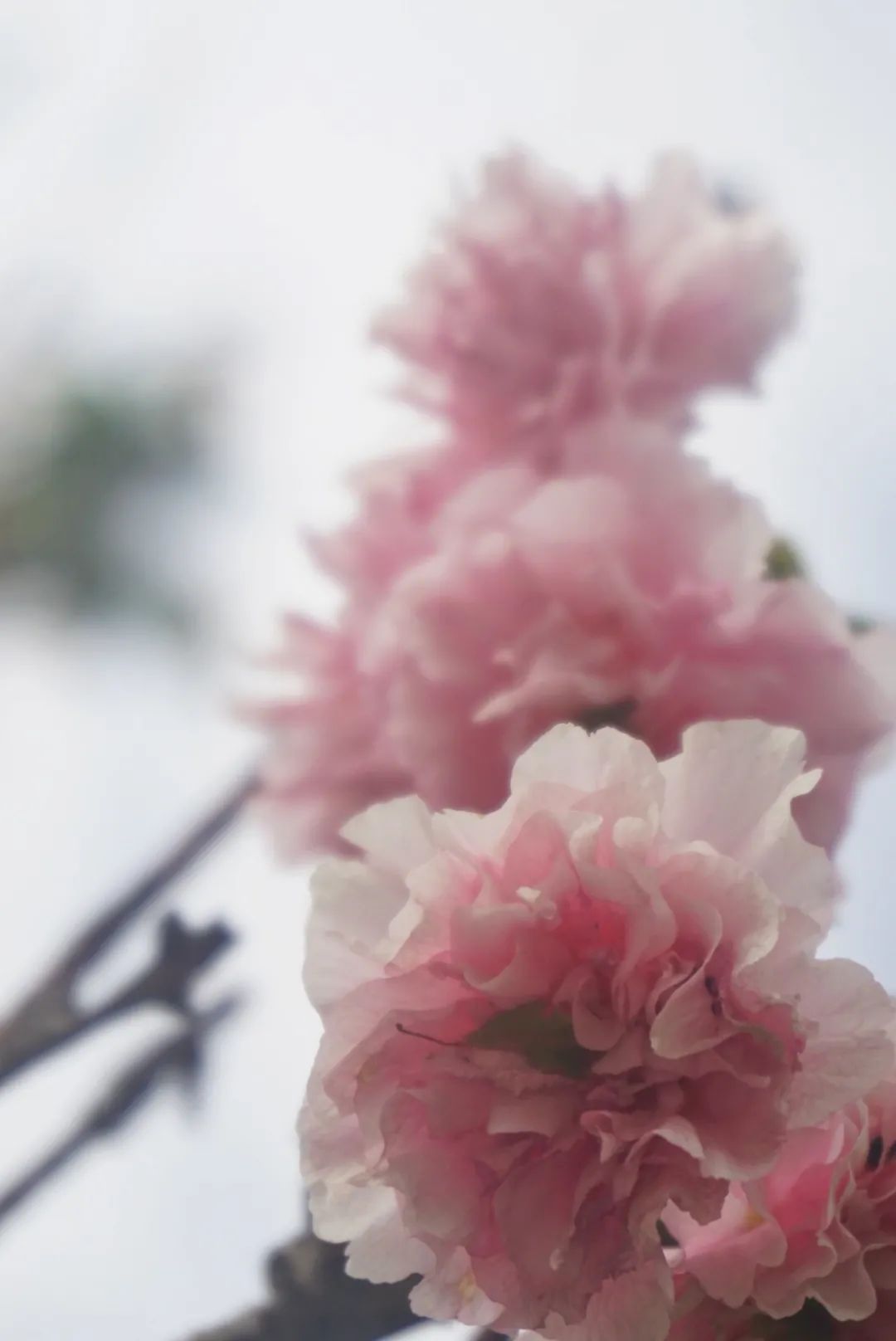 今年樱花最浪漫!花开,我们都在!