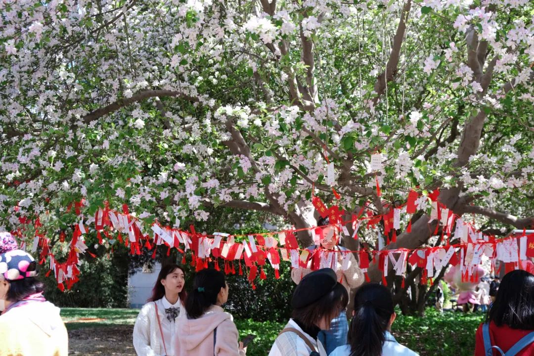 来了来了再逢天大海棠季快来看这些精彩瞬间