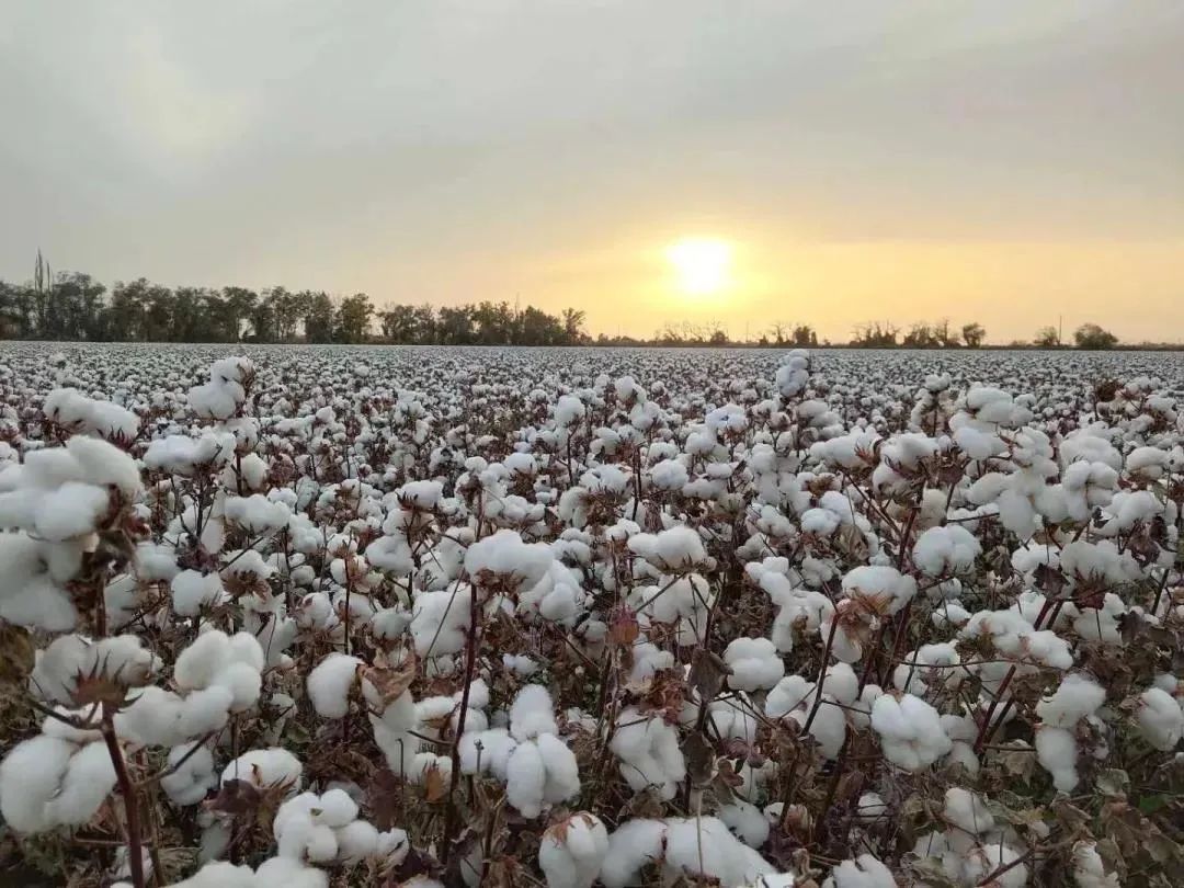 夕阳下，盛开的棉花仿佛一片雪白的海洋。图/王海英