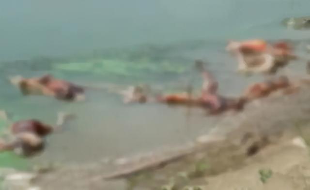 恒河惊现浮尸印度疫情严峻又有数十具尸体被冲上恒河岸边
