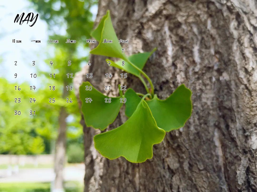 上新瞭,北郵!專屬月歷,陪你探尋5月的足跡~-凤凰体彩(图7) 上新瞭,北郵!專屬月歷,陪你探尋5月的足跡~-凤凰体彩(图7)