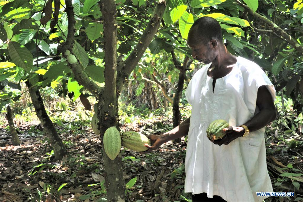 Ghanaian farmer picks cocoa beans in Eastern Region World News SINA