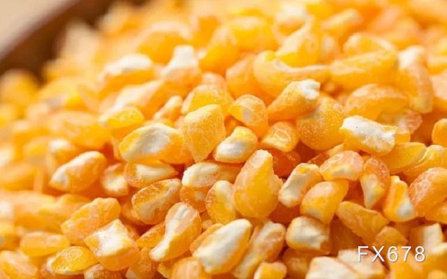 农业农村部：预计全年玉米意向面积增加1000万亩以上