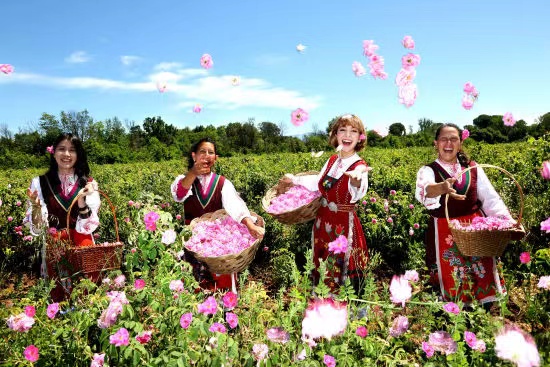 保加利亚玫瑰花今年减产或达四成