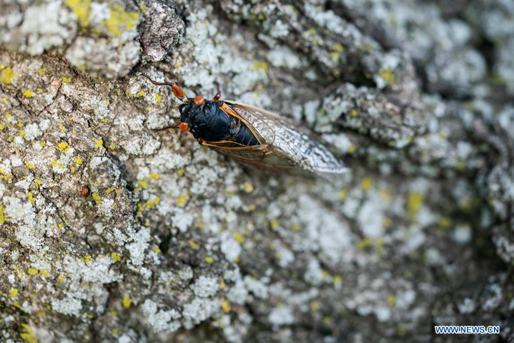 Cicadas seen in Arlington, Virginia World News SINA English
