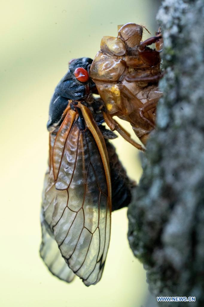 Cicadas seen in Arlington, Virginia World News SINA English