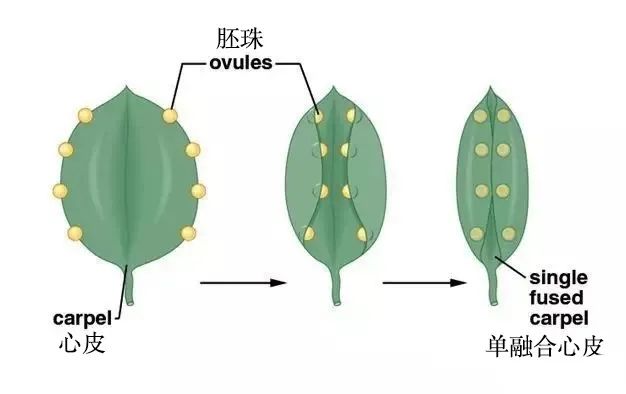 比如我们常见的豌豆荚,蚕豆荚都属于心皮结构,只不过是单心皮.