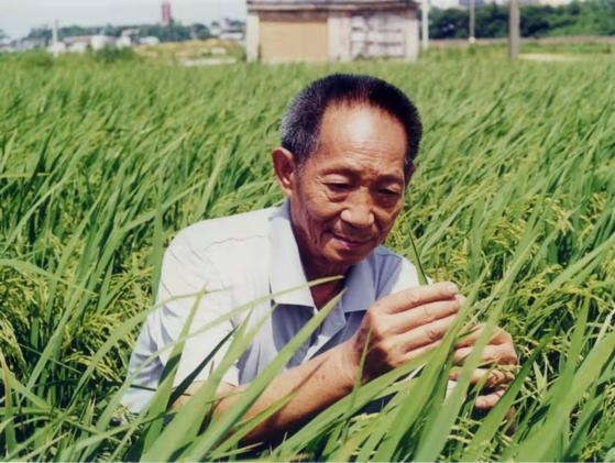 禾下乘凉梦,恍然近百年!袁隆平:我想让饭碗握在中国人手上休闲区蓝鸢梦想 - Www.slyday.coM 禾下乘凉梦,恍然近百年!袁隆平:我想让饭碗握在中国人手上休闲区蓝鸢梦想 - Www.slyday.coM