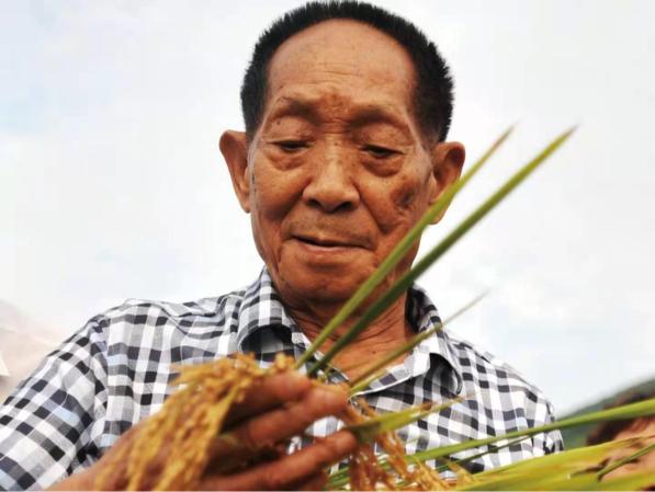 禾下乘凉梦,恍然近百年!袁隆平:我想让饭碗握在中国人手上休闲区蓝鸢梦想 - Www.slyday.coM 禾下乘凉梦,恍然近百年!袁隆平:我想让饭碗握在中国人手上休闲区蓝鸢梦想 - Www.slyday.coM