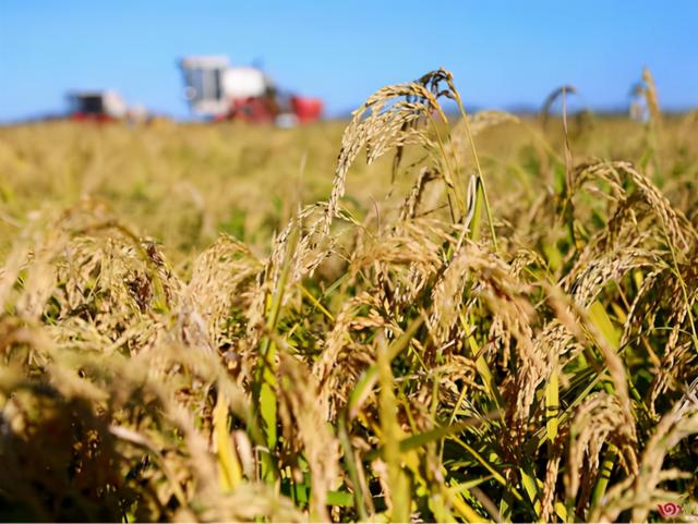 禾下乘凉梦,恍然近百年!袁隆平:我想让饭碗握在中国人手上休闲区蓝鸢梦想 - Www.slyday.coM 禾下乘凉梦,恍然近百年!袁隆平:我想让饭碗握在中国人手上休闲区蓝鸢梦想 - Www.slyday.coM
