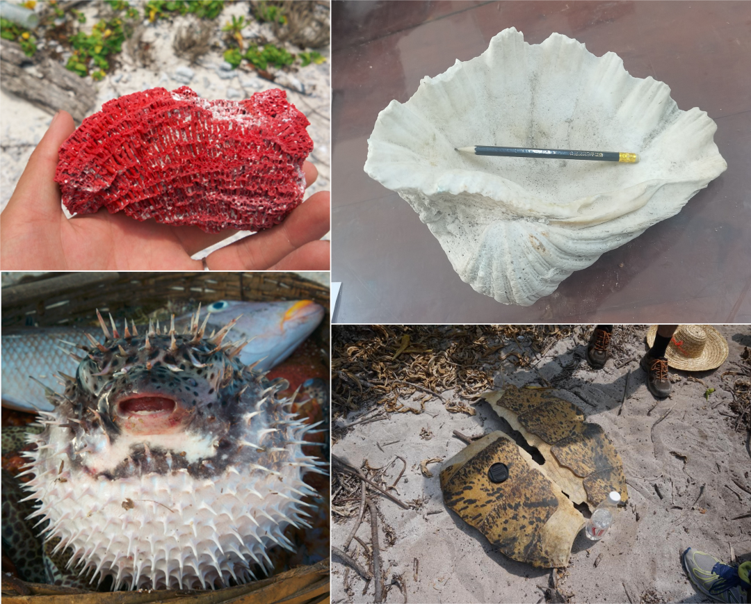 野外考察期间在西沙群岛看到的一些生物(依次为红珊瑚、砗磲、刺豚、海龟)(徐利强 拍摄)