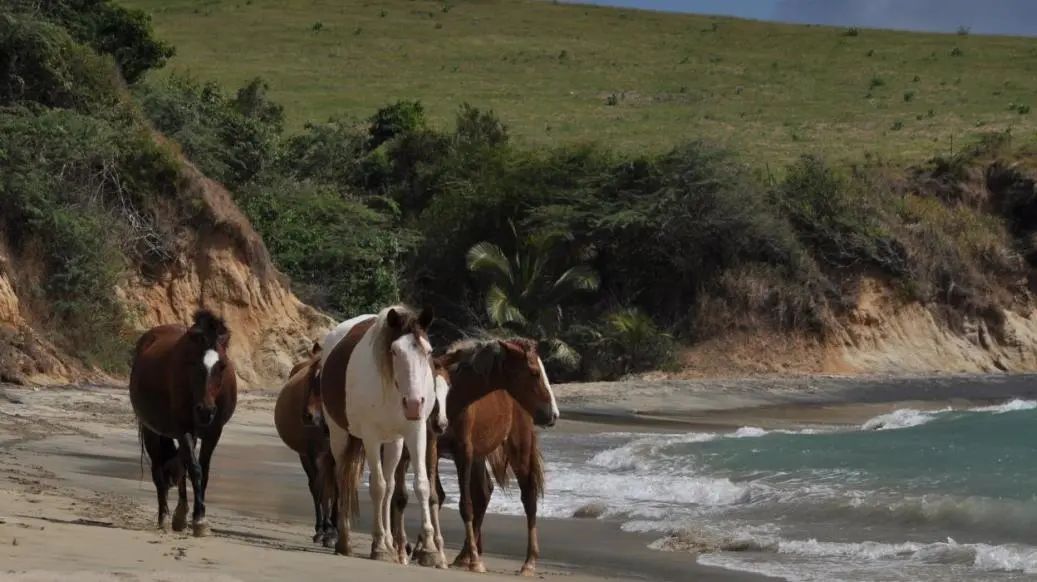 白日梦想家|假期第一天,海岸线上的人呢?