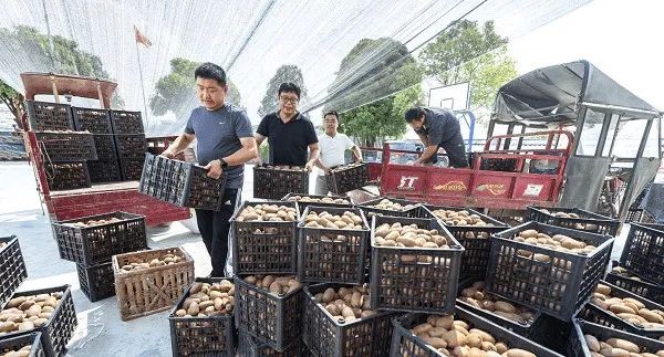 ▲刘斌带领的扶贫工作队与村民一起销售包装猕猴桃。(图片来源:红网时刻)