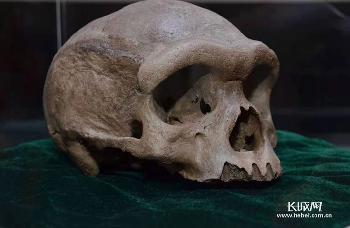 　中更新世古人类头骨化石。河北地质大学/供图