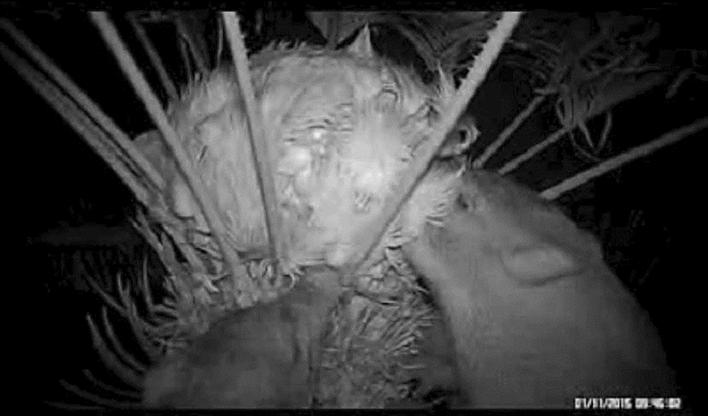 野猪正在“大快朵颐”地啃食苏铁种子。（视频截图） 受访者供图