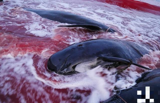 翻版《海豚湾》!丹麦渔民屠杀175 头领航鲸视频曝光,海水变血水