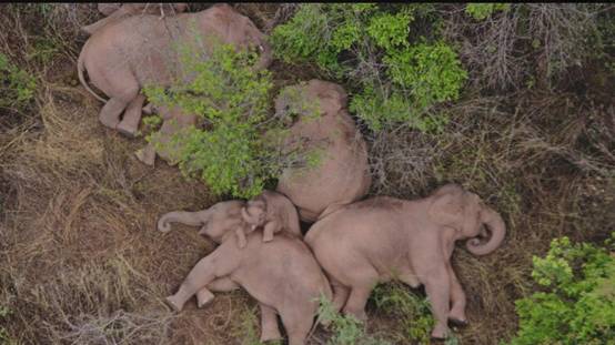 云南野象群暂停迁徙小象挤在大象中间睡觉