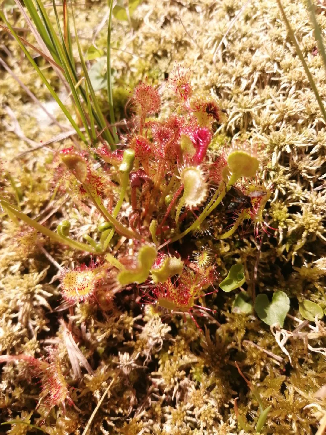圓葉茅膏菜(重慶五里坡國家級自然保護區管理處供圖)