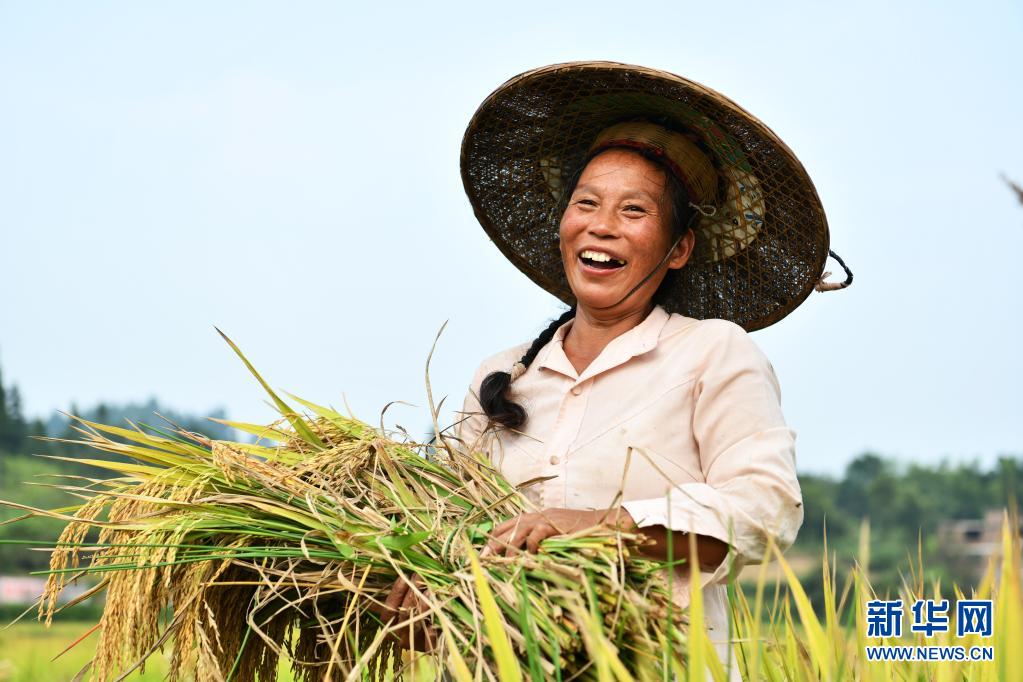  2020年9月2日，貴州省天柱縣高釀鎮上花村的農民在收獲水稻。新華社記者 楊文斌 攝