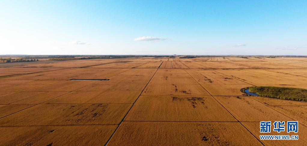 這是黑龍江農墾建三江管理局七星農場稻田（2018年9月26日攝，無人機照片）。新華社發（顧景坤 攝）