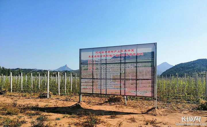 青龙满族自治县五味子种植基地。资料图