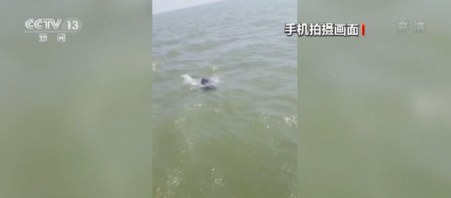 江西:巡逻执法队拍到江豚追逐巡护船画面