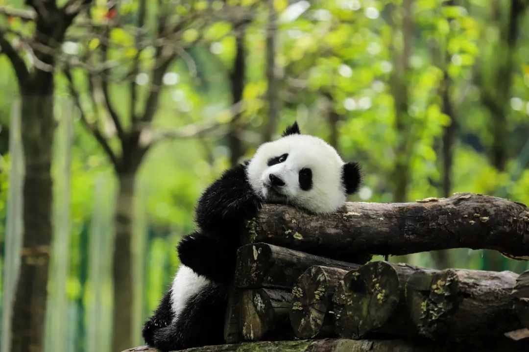 大熊猫野外种群数量达到1800多只 受威胁程度等级由濒危降为易危