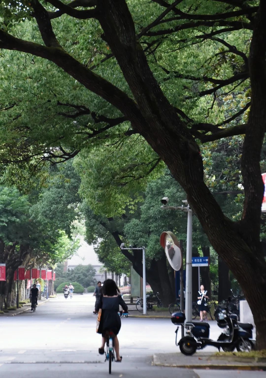 小暑:绿荫加冷饮,复旦园赠你一份清凉