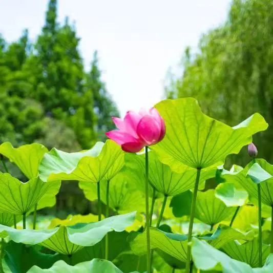 小暑:绿荫加冷饮,复旦园赠你一份清凉