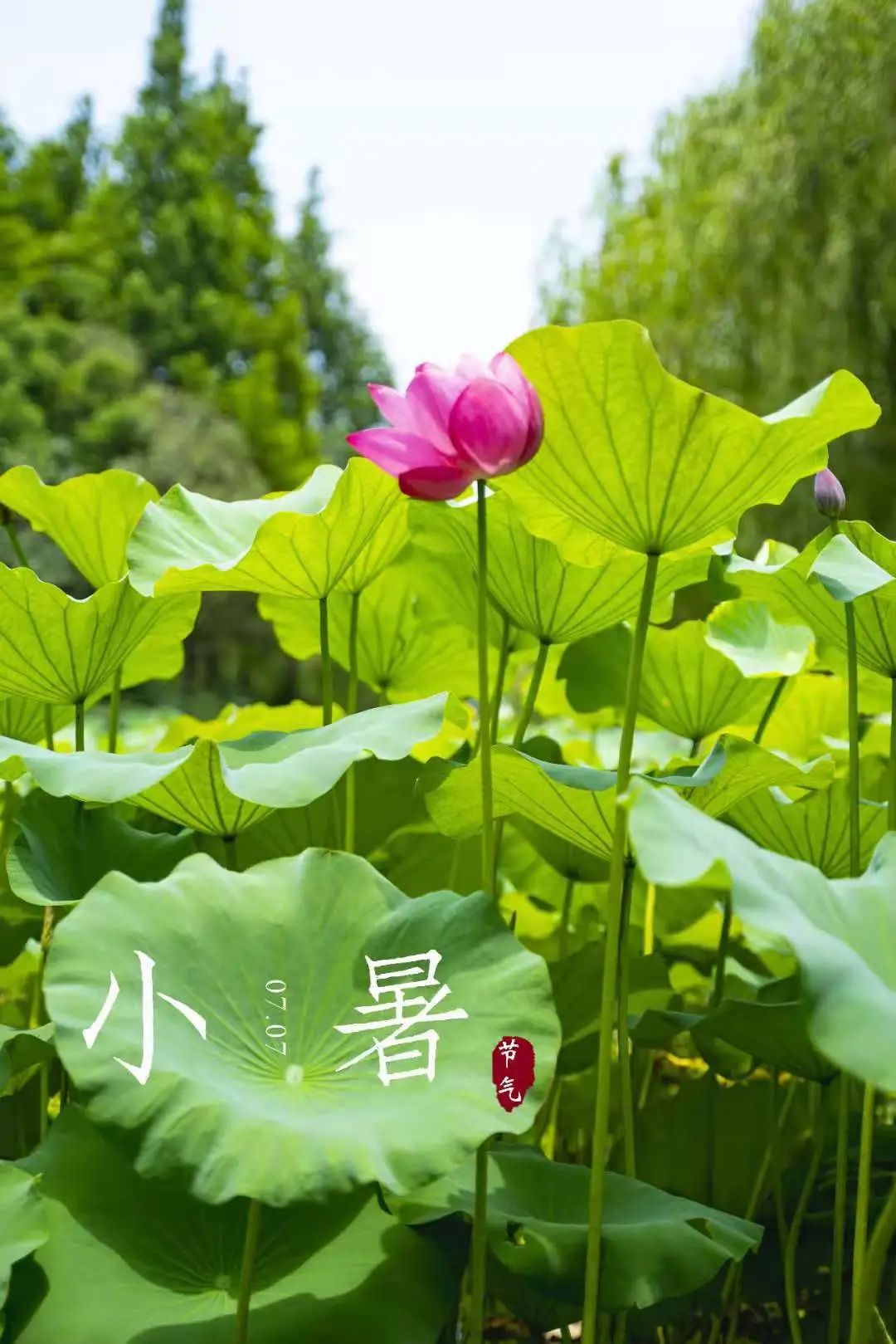 小暑:绿荫加冷饮,复旦园赠你一份清凉