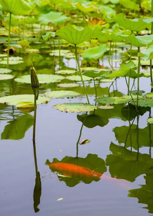 小暑:绿荫加冷饮,复旦园赠你一份清凉