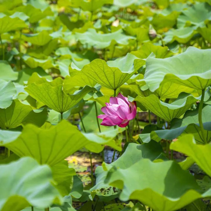 小暑:绿荫加冷饮,复旦园赠你一份清凉