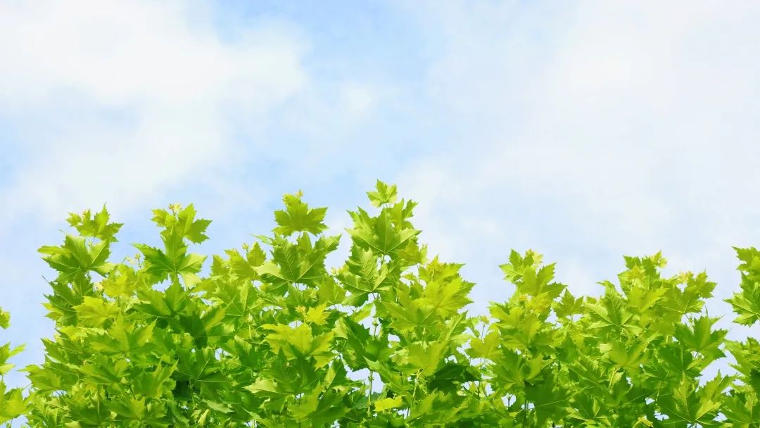 小暑:绿荫加冷饮,复旦园赠你一份清凉