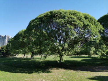 林草日历③|北京乡土树种：馒头柳、绦柳、垂柳