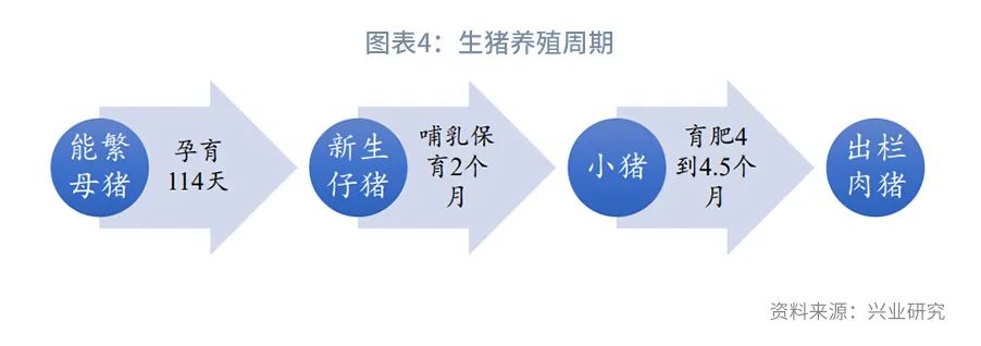 【今日推荐】猪周期分析手册