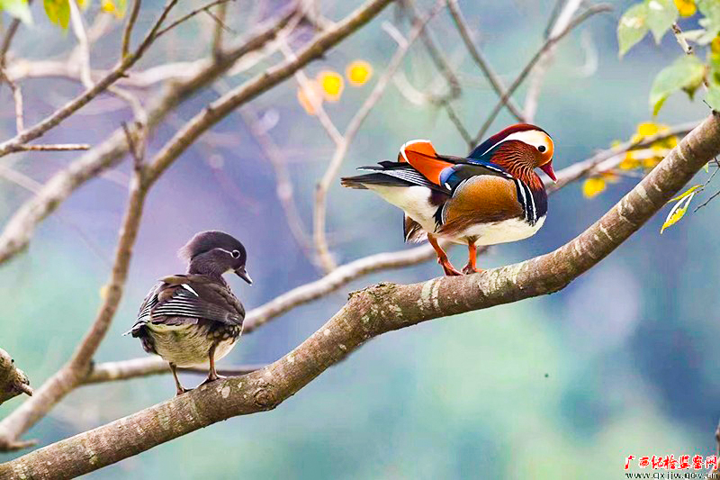 在蒙山回龙湿地公园，两只鸳鸯在树上梳理羽毛，点缀了寂寥的冬日。（蒙山县纪委监委供图）