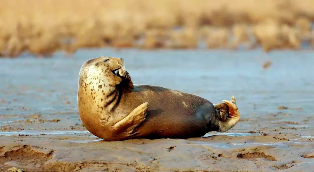 斑海豹。图/辽宁盘锦湿地保护协会