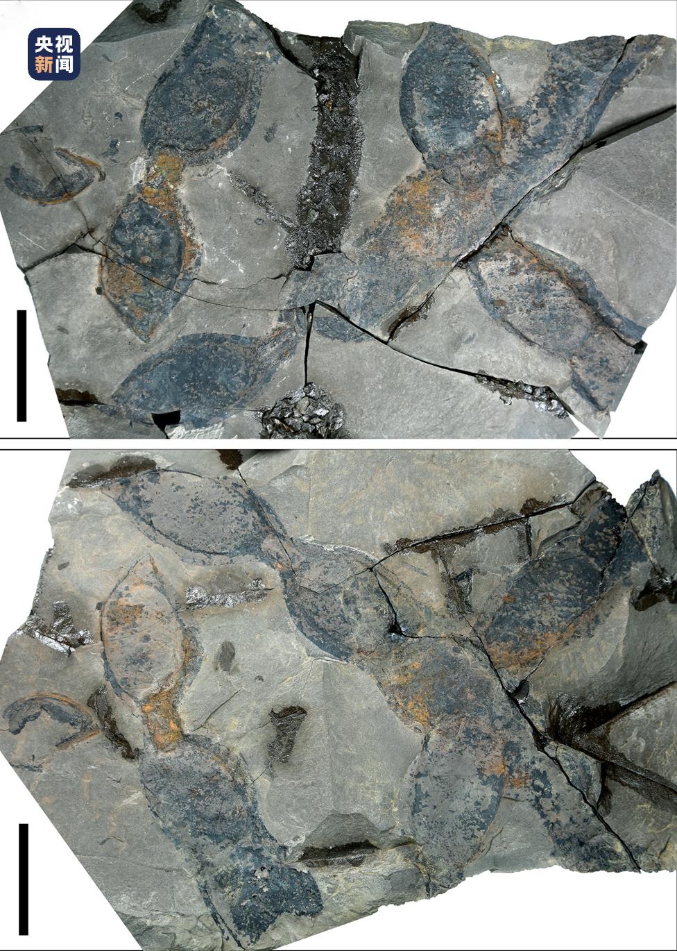 图1 发现于越南安沛盆地中新统地层中的白花油麻藤的相似种（Mucuna cf. birdwoodiana）荚果化石↑↑↑