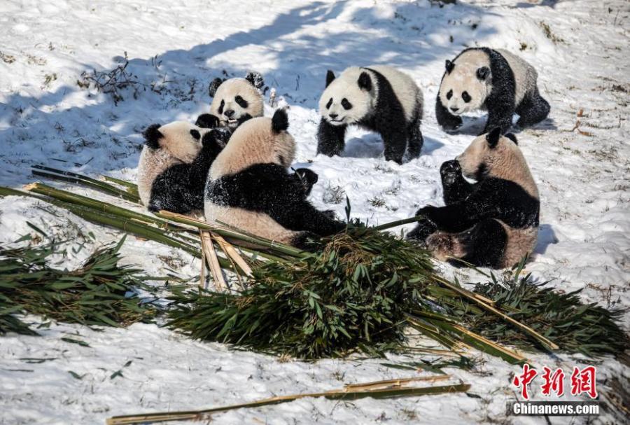 <p>Two pandas play with each other in snow in Wenchuan County of China’s Sichuan Province, January 13, 2022. (Photo: China News Service/Chen Xianlin)</p>