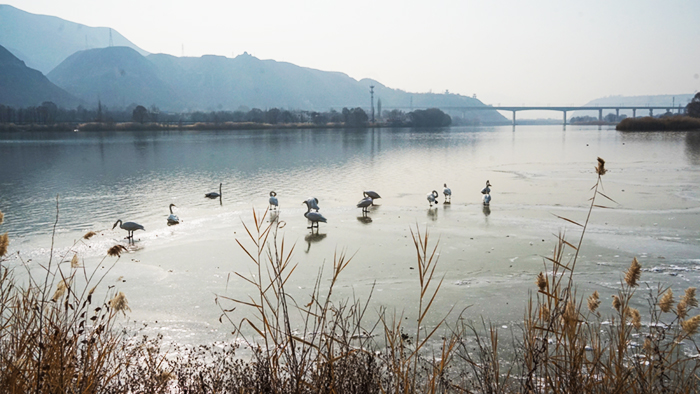 兰州市西固区达川三江口，数只白天鹅在嬉戏觅食。