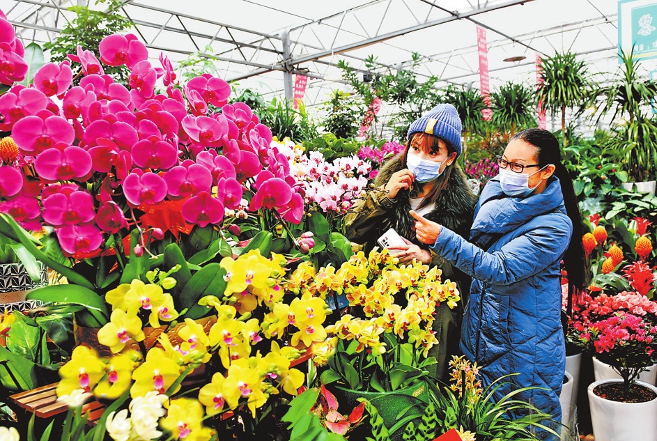 1月27日，市民在郑州陈砦花卉市场选购鲜花。记者 王铮 摄