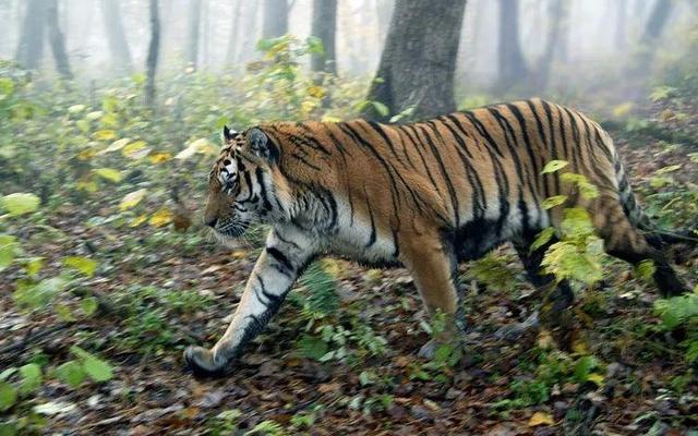 东北虎豹国家公园里,长期栖息在公园的老虎.