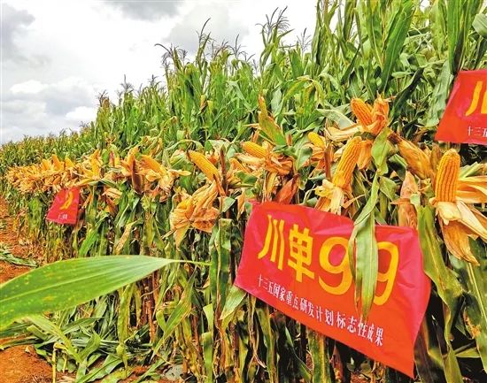 陆良县高产玉米品种川单99号 资料图 图源：云南日报